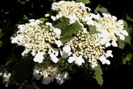 1000 blüten strauch