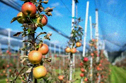 apfelbaum überwintern