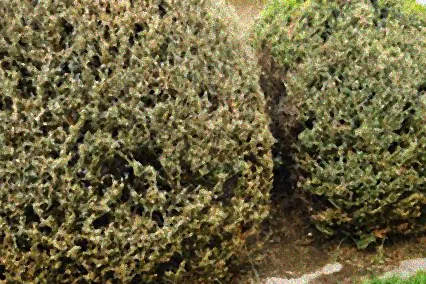 befall von buchsbaum