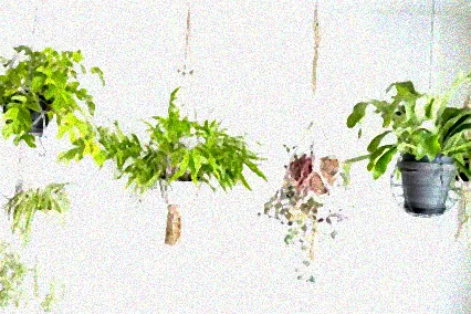 beliebte zimmerpflanzen hängend