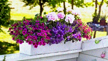 beste blumen für balkon