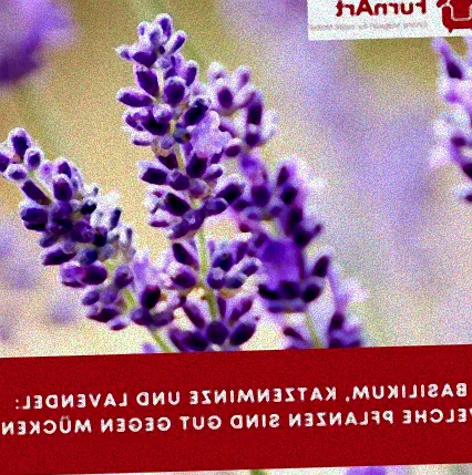 beste pflanze gegen mücken