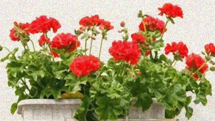 blumen von läusen befreien