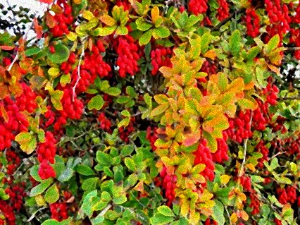 busch mit roten früchten