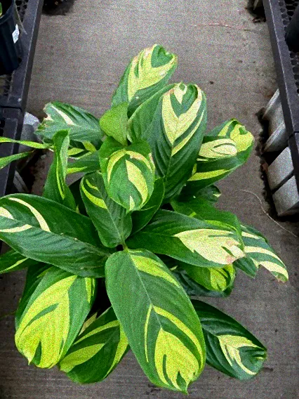 ctenanthe lubbersiana pflege