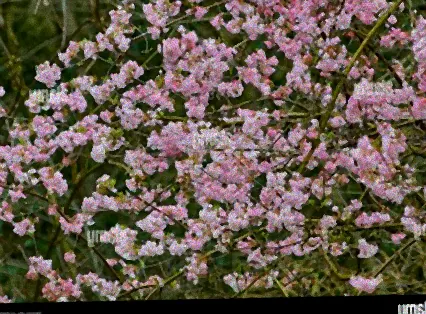 frühblühender strauch rosa