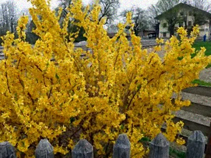 gelbe sträucher im frühjahr