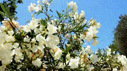 gibt es winterharten oleander