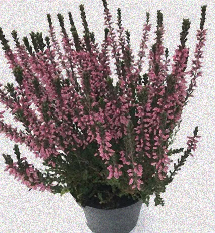 heide calluna vulgaris winterhart