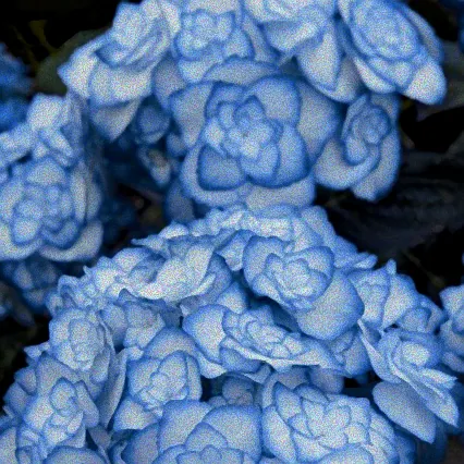 hortensie doppelte blüte