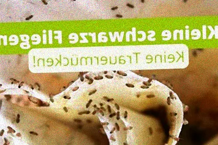 kleine schwarze fliegen in erde