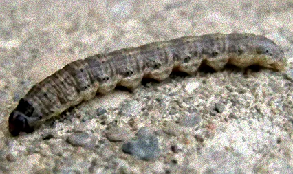 kleine weiße raupen im garten