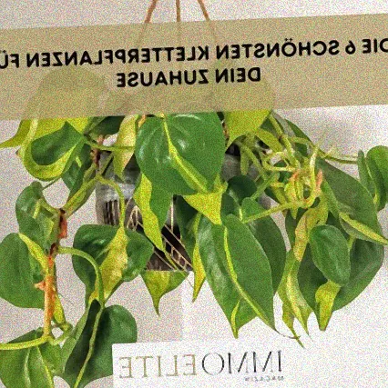 kletterpflanzen zimmer efeutute