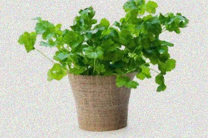 koriander anpflanzen topf