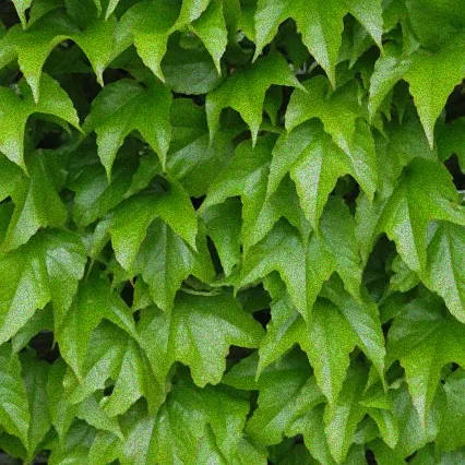 mauerkatze winterhart