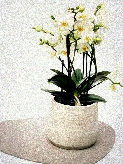 orchidee optiflor