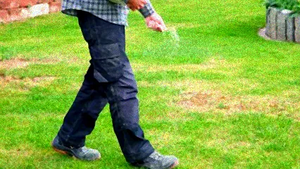 rasen im winter düngen