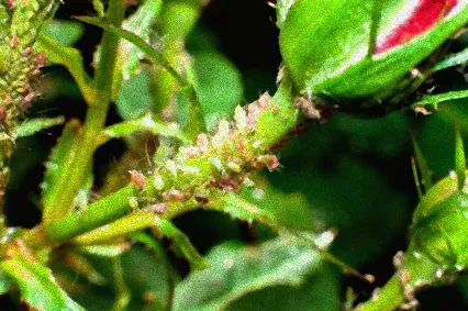 schädlinge an rosen bekämpfen