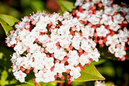 schneeball blütezeit
