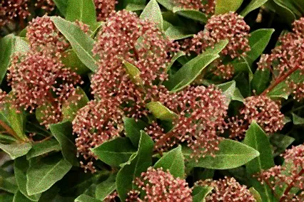 schnell wachsender strauch immergrün