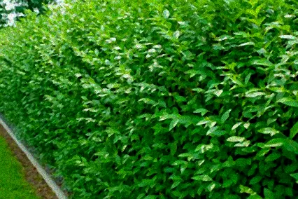 schnellwachsende immergrüne sträucher als sichtschutz