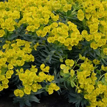 sommerginster winterhart