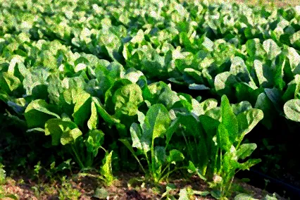 spinat anbauen winter