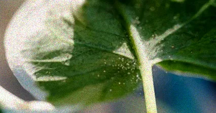 spinnmilben bekämpfen rapsöl