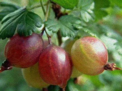 stachelbeere winterhart