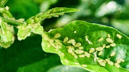 was tun bei blattläusen an obstbäumen