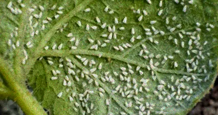 weiße fliegen auf kräutern