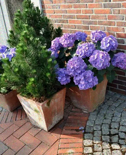 winterharte pflanzen für sonnige terrasse