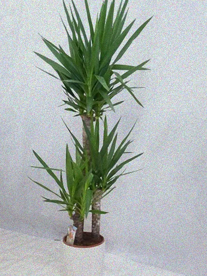 yucca elephantipes zimmerpflanze