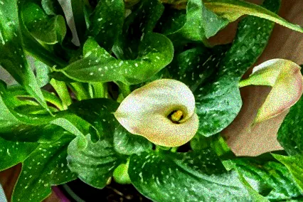 zimmercalla ruhephase